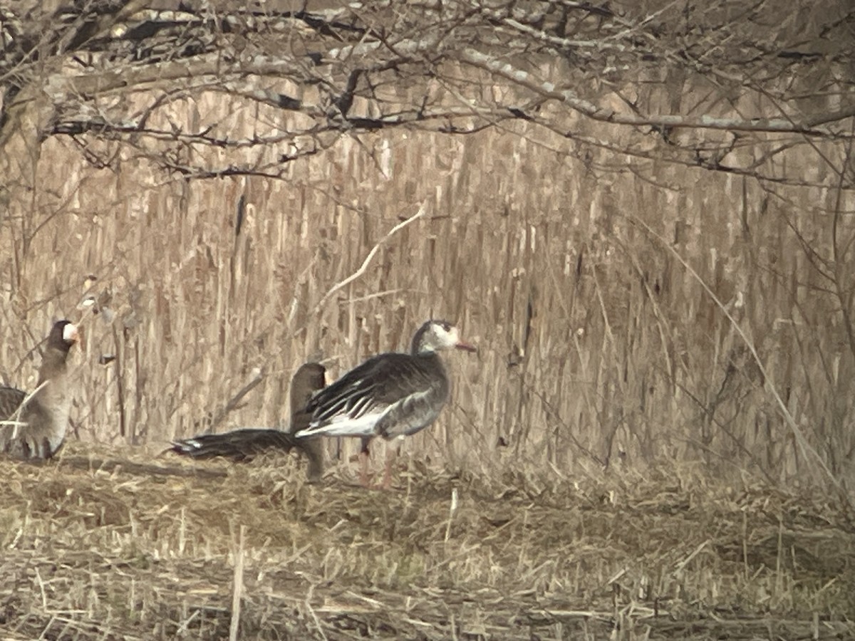 Snow x Greater White-fronted Goose (hybrid) - ML615871676
