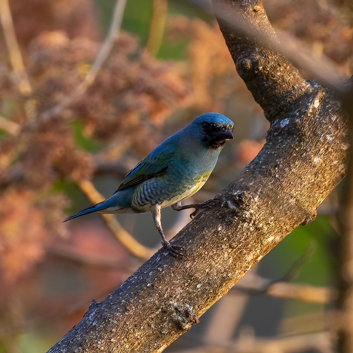 Swallow Tanager - ML615871773