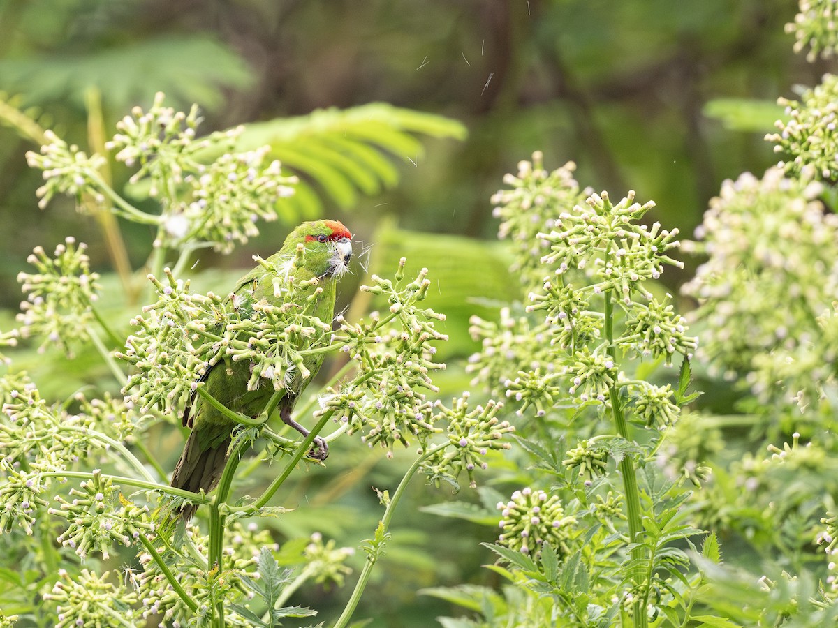 Red-crowned Parakeet - ML615871835