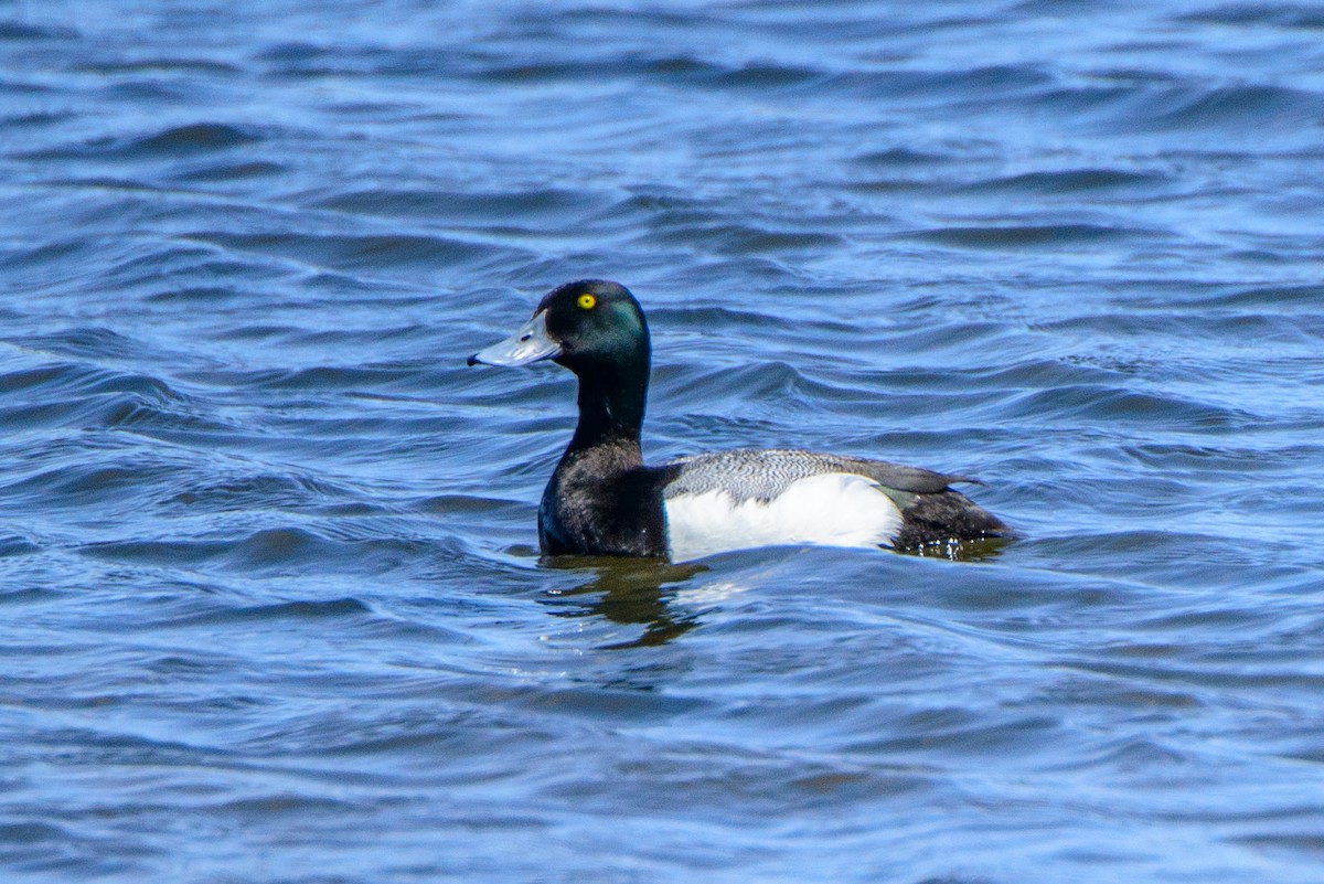 Greater Scaup - ML615871923