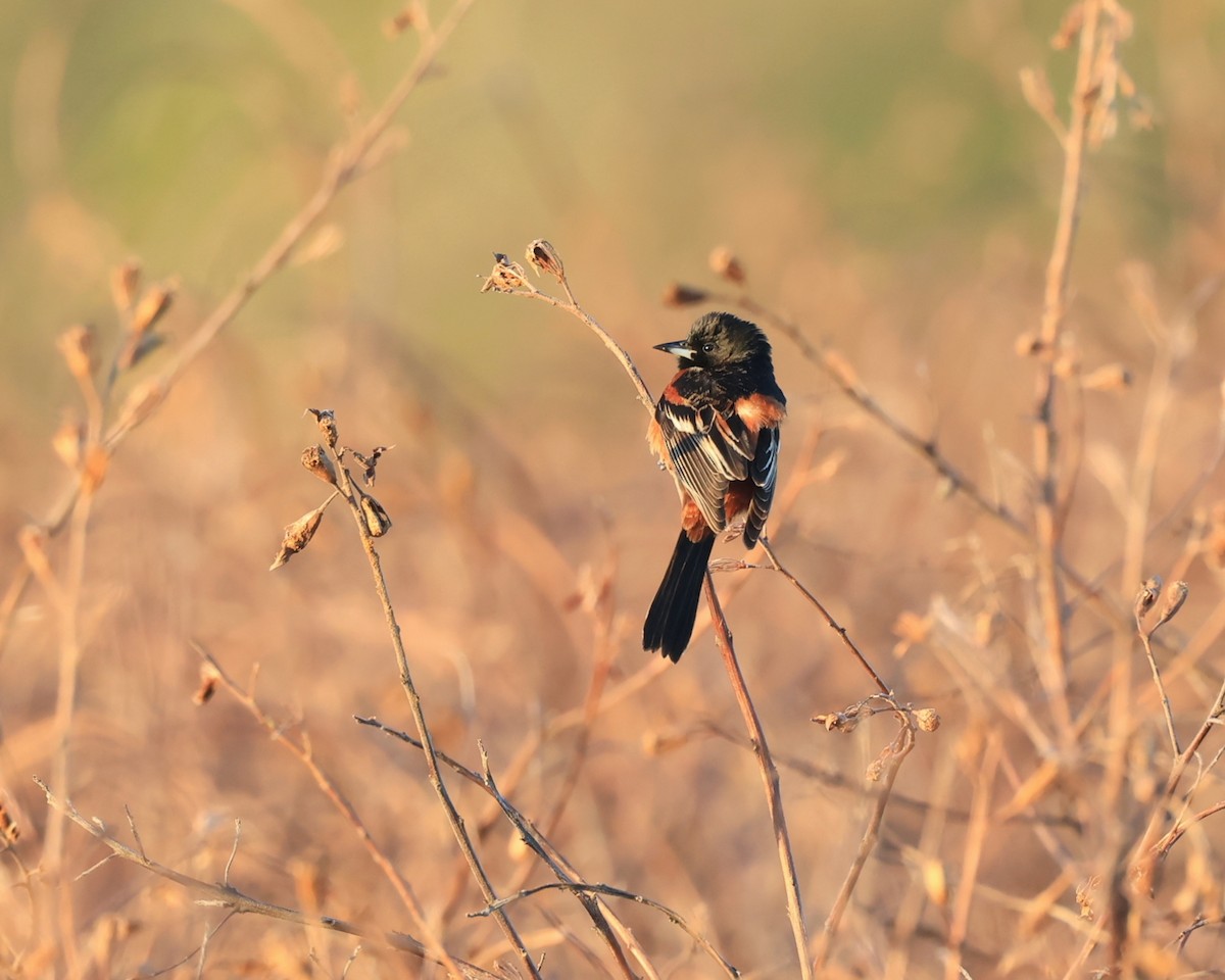 Orchard Oriole - ML615872035