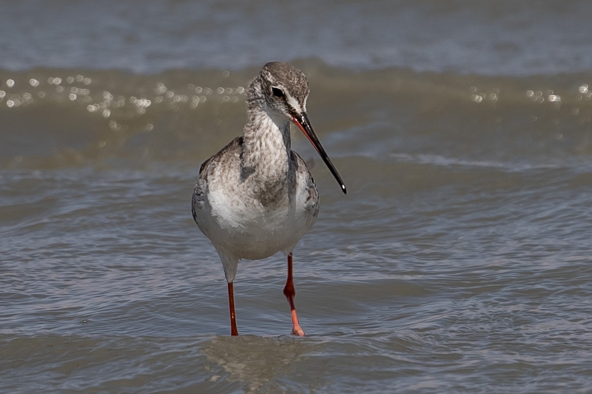 Spotted Redshank - ML615872101