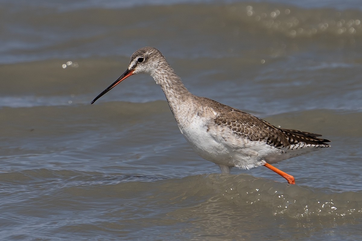 Spotted Redshank - ML615872102