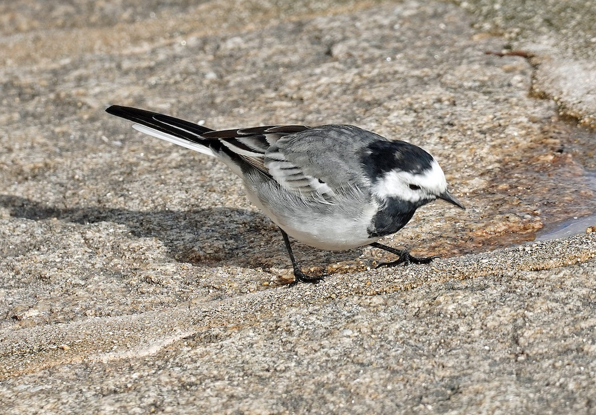 White Wagtail - bo nelson