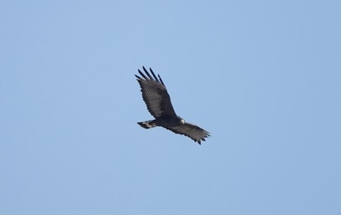 Zone-tailed Hawk - ML615872131