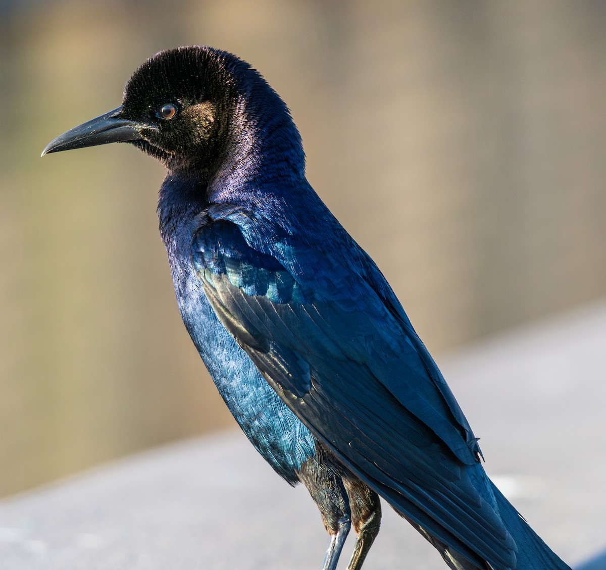 Boat-tailed Grackle - ML615872157