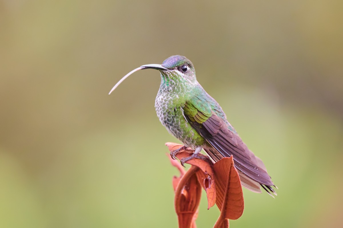 kolibřík fialovočelý - ML615872231