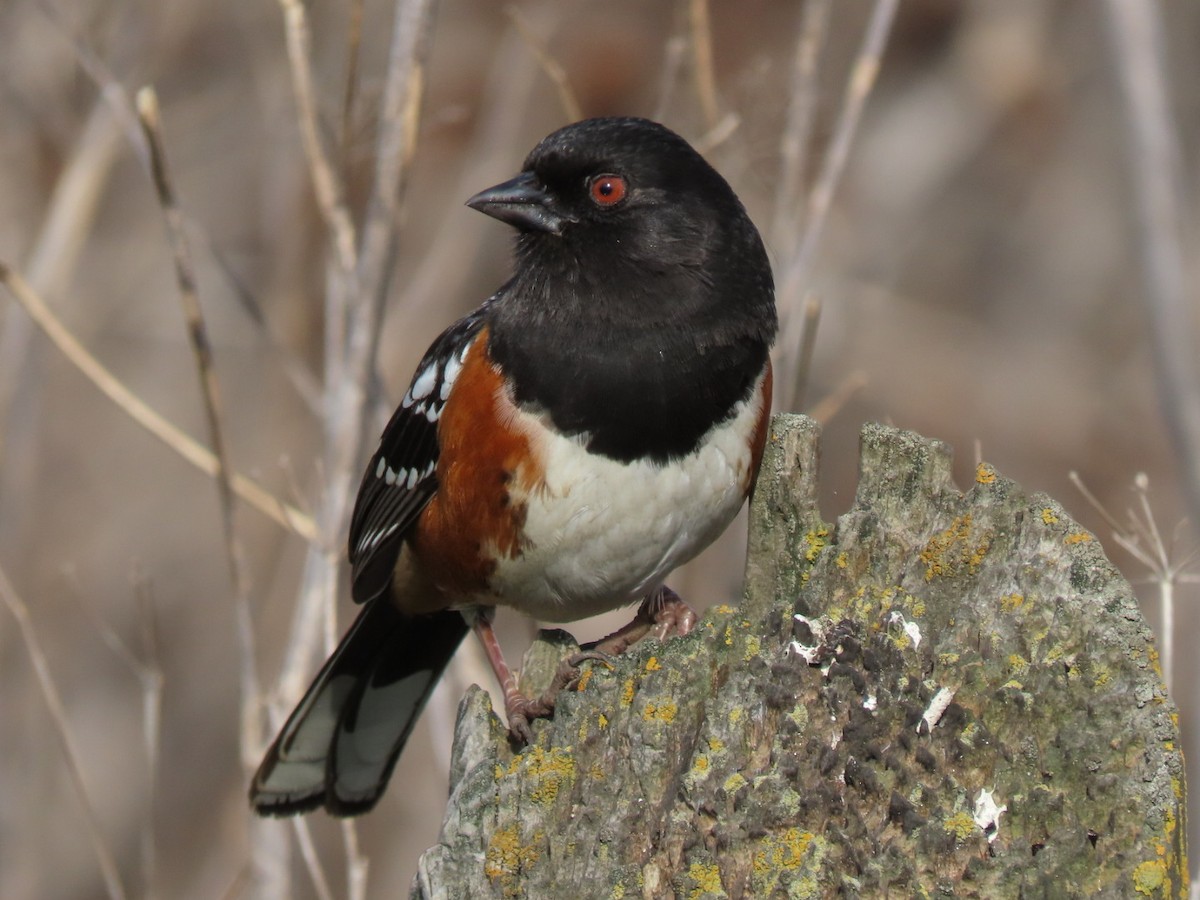 Spotted Towhee - ML615872248