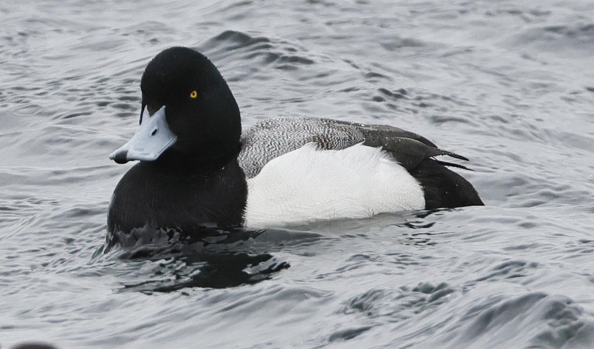 Greater Scaup - ML615872303