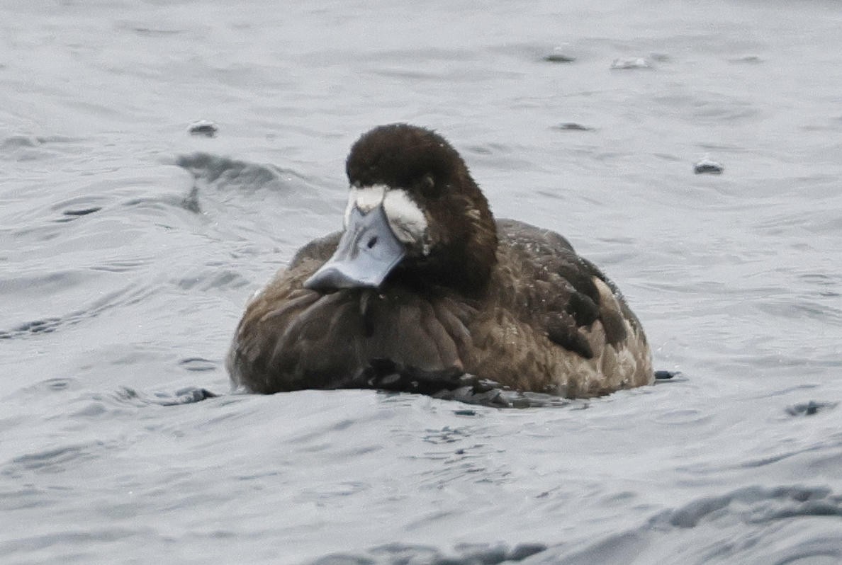 Greater Scaup - ML615872304