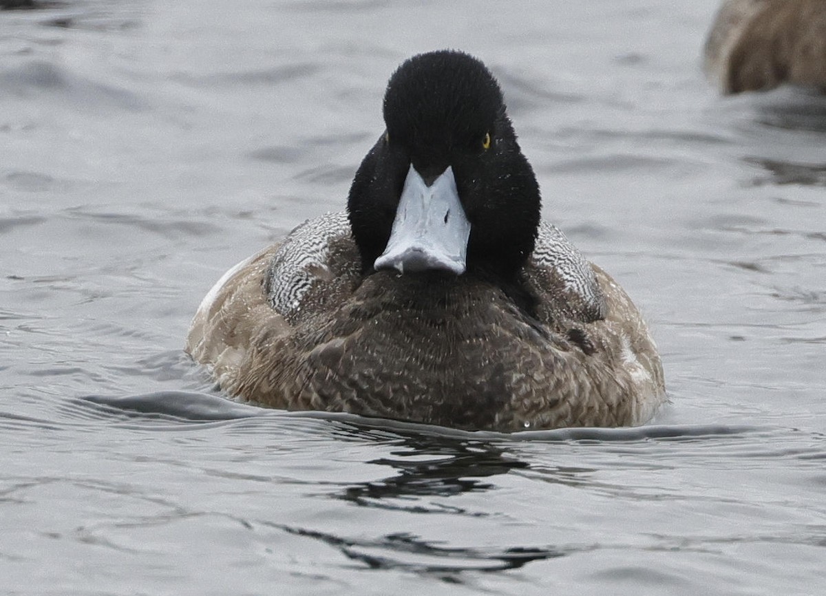 Greater Scaup - ML615872305