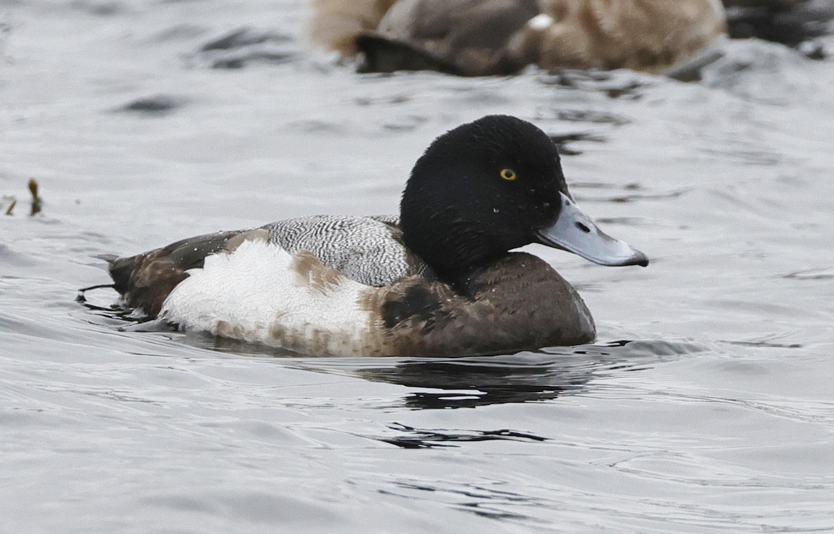 Greater Scaup - ML615872306