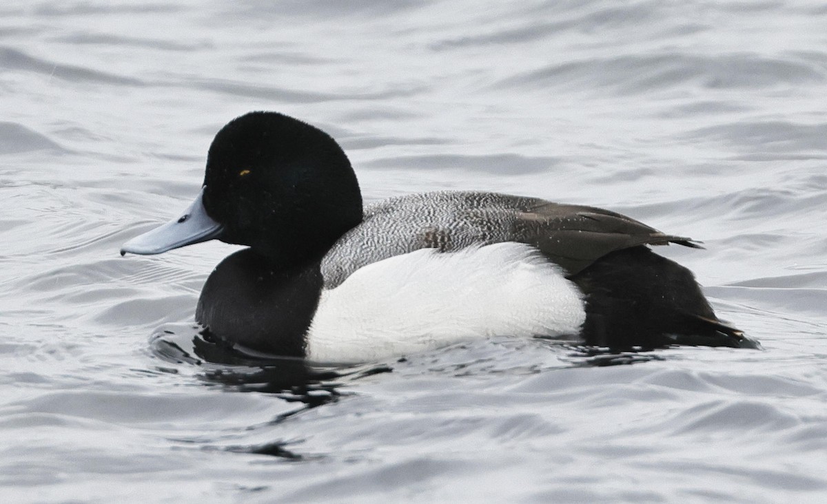 Greater Scaup - ML615872307