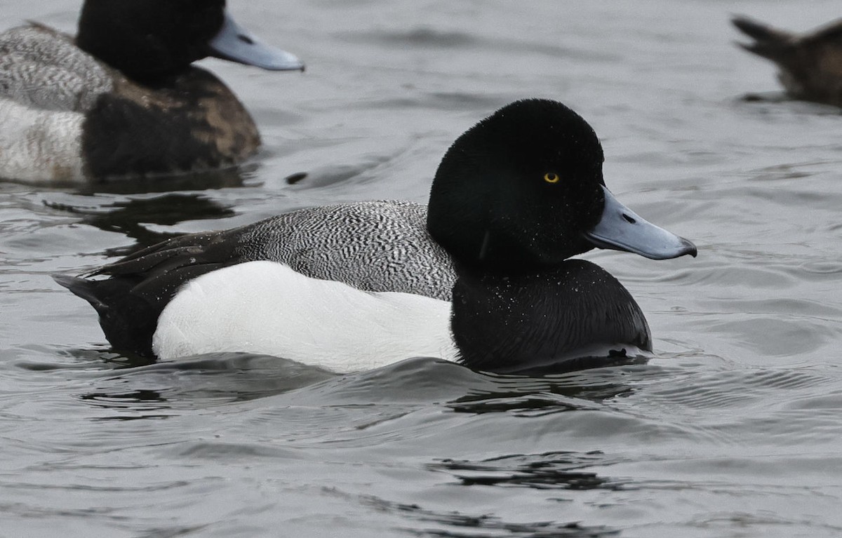 Greater Scaup - ML615872308