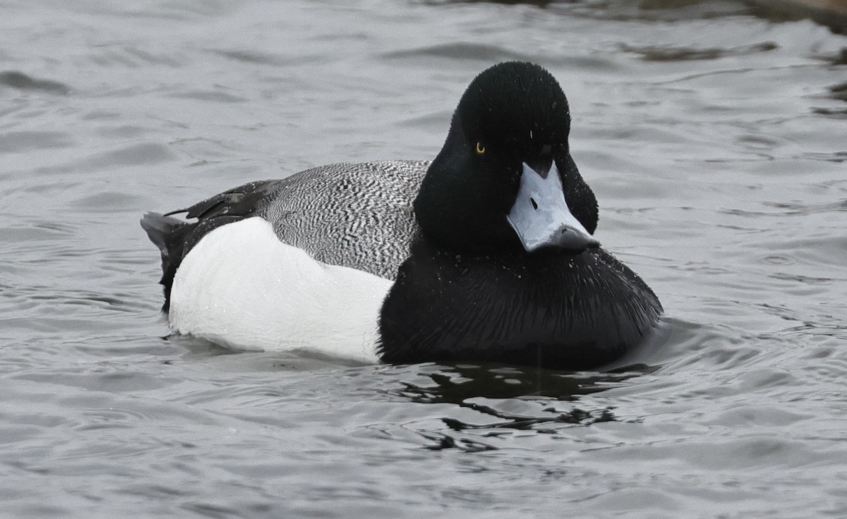 Greater Scaup - ML615872309