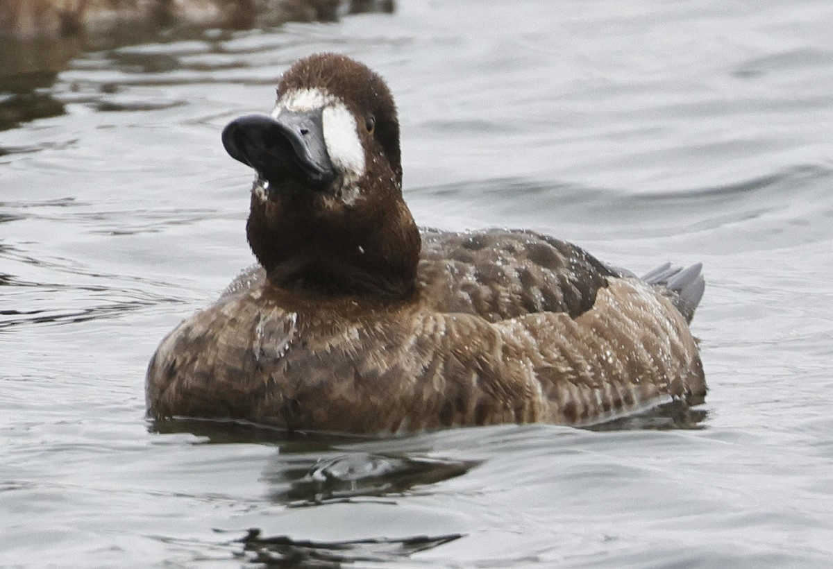 Greater Scaup - ML615872310