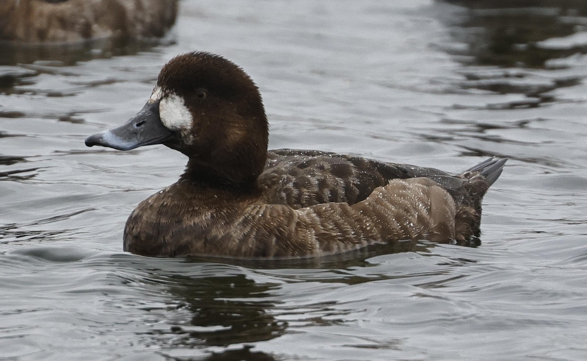 Greater Scaup - ML615872311