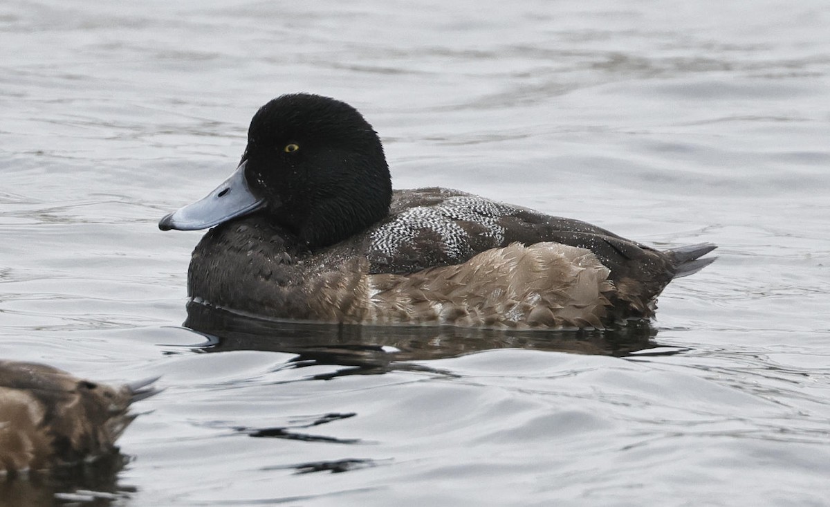 Greater Scaup - ML615872312