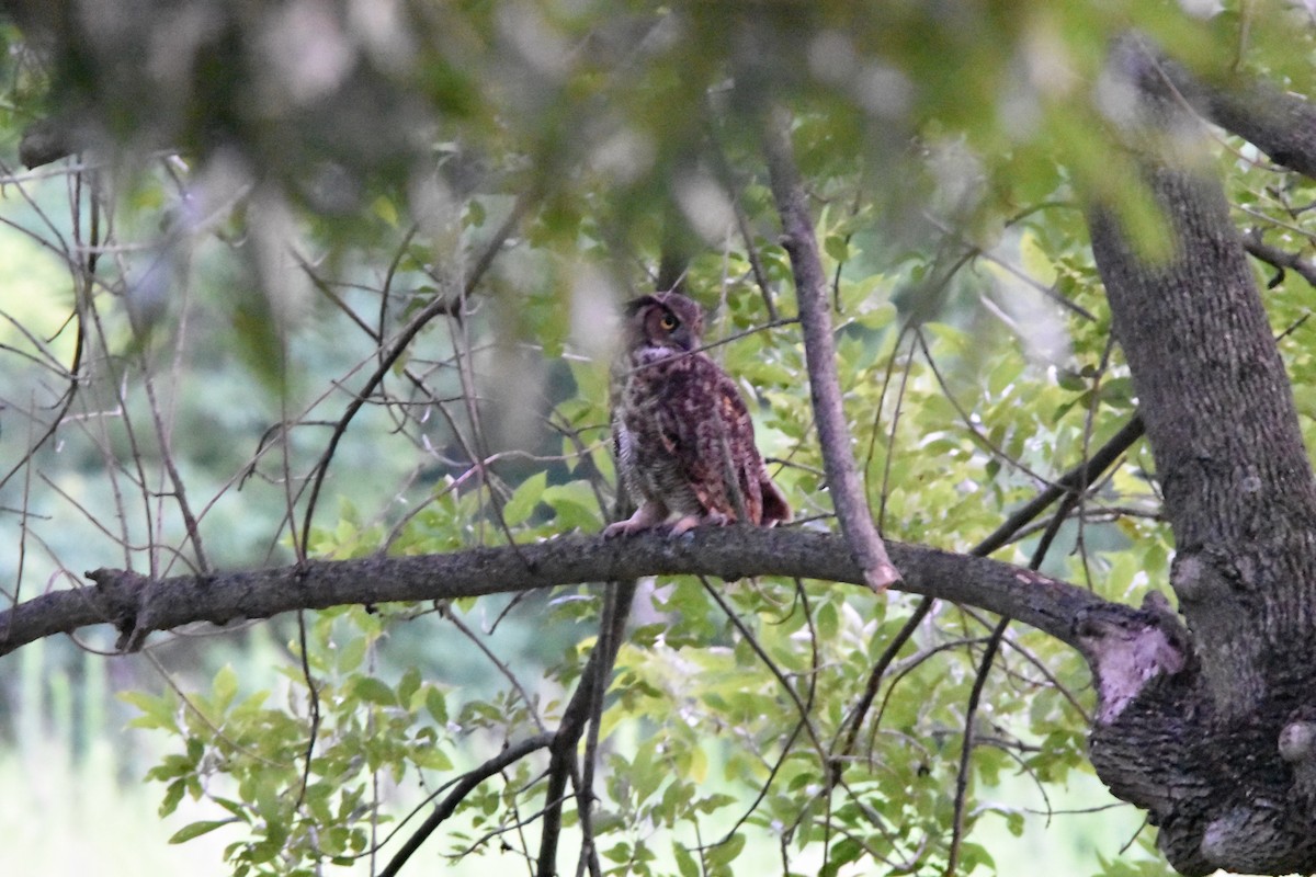 Great Horned Owl - ML615872368