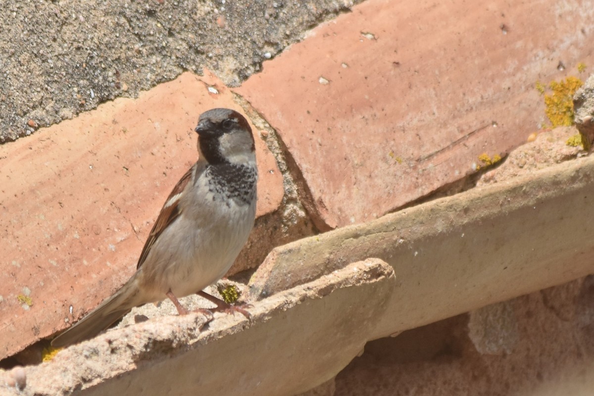 House Sparrow - ML615872387