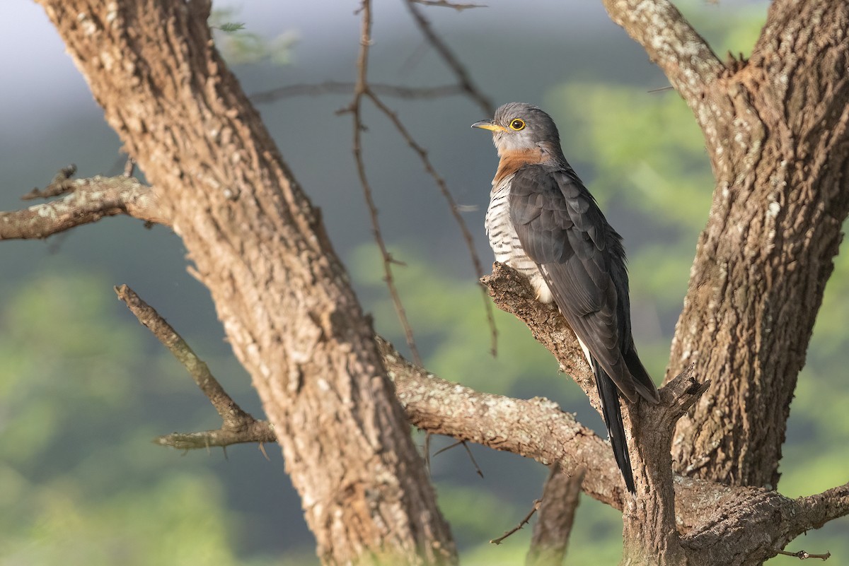 Red-chested Cuckoo - Chris Venetz | Ornis Birding Expeditions