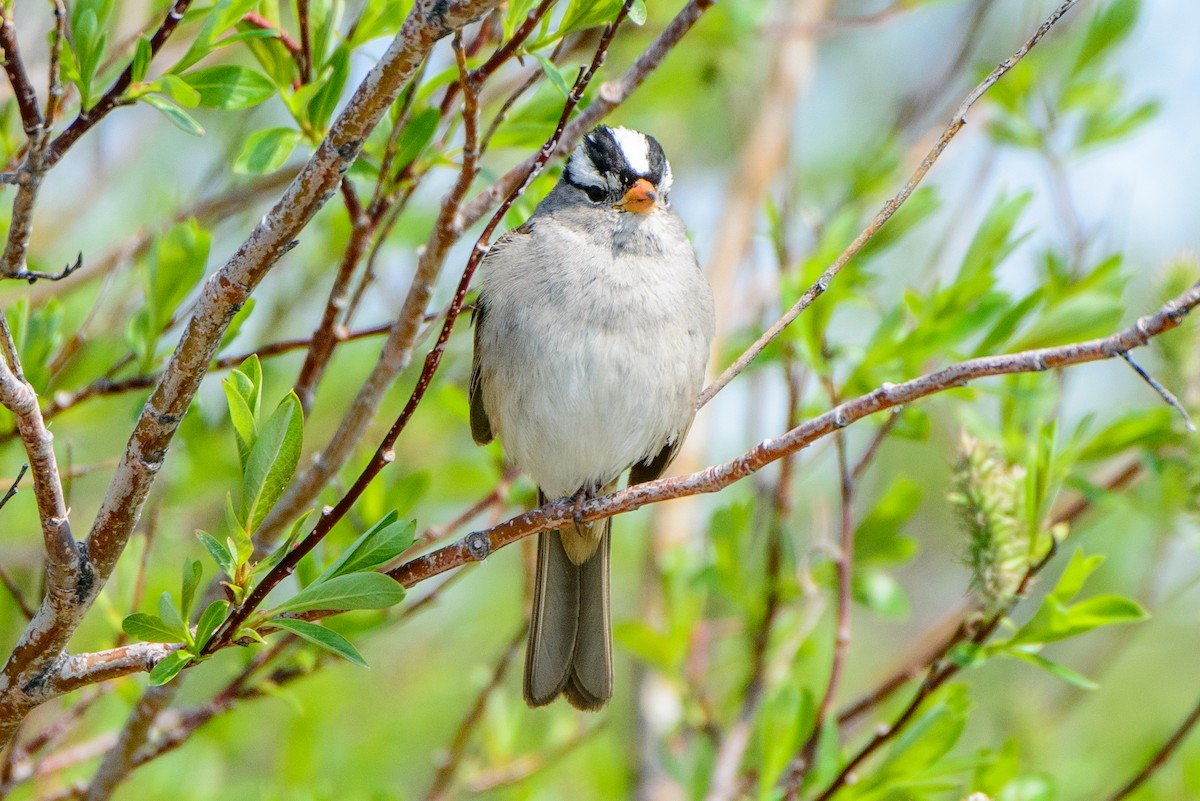 White-crowned Sparrow - ML615872458
