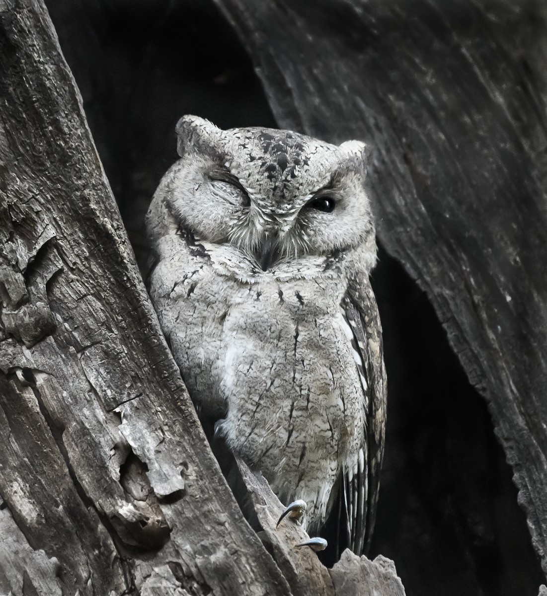 Indian Scops-Owl - Srini Raman