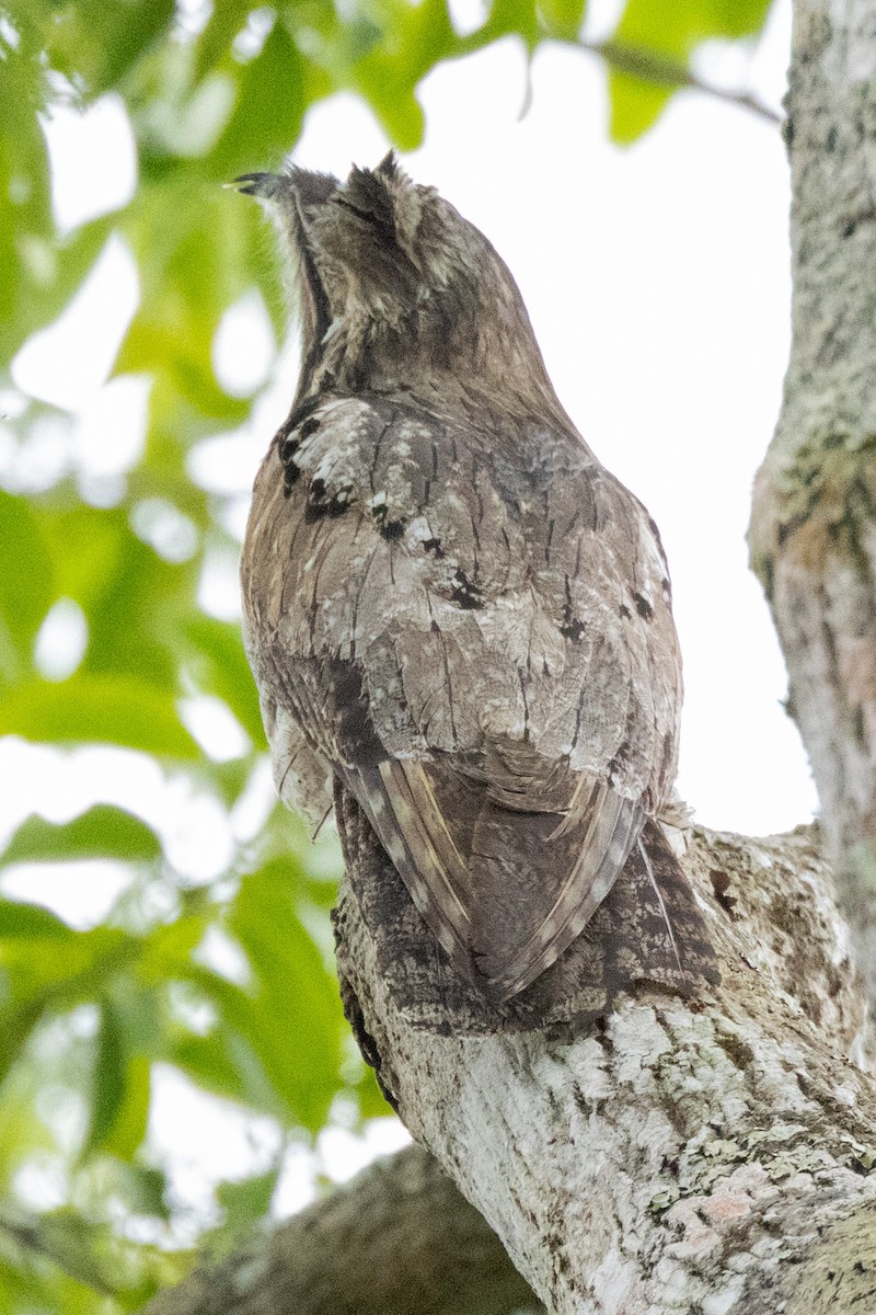 Northern Potoo (Middle American) - ML615872553