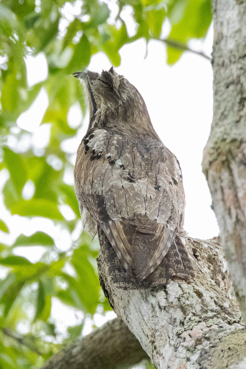 Northern Potoo (Middle American) - ML615872554