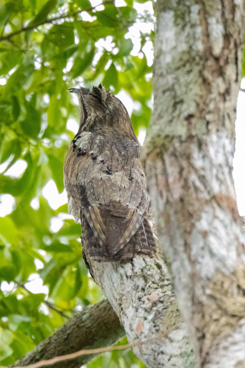 Northern Potoo (Middle American) - ML615872555