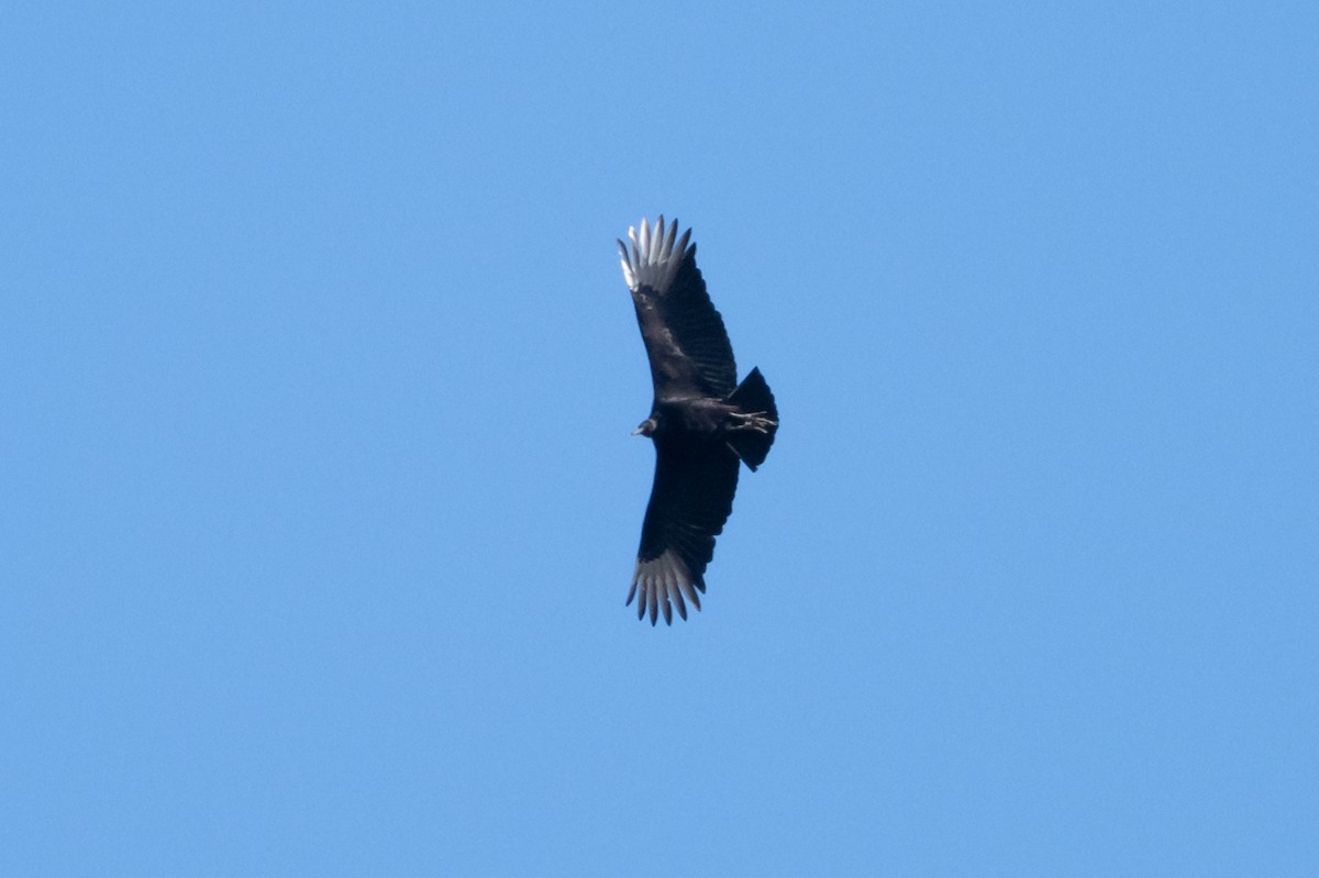 Black Vulture - ML615872634