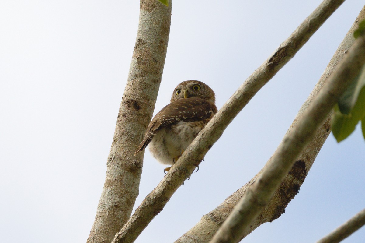 Cuban Pygmy-Owl - ML615872645