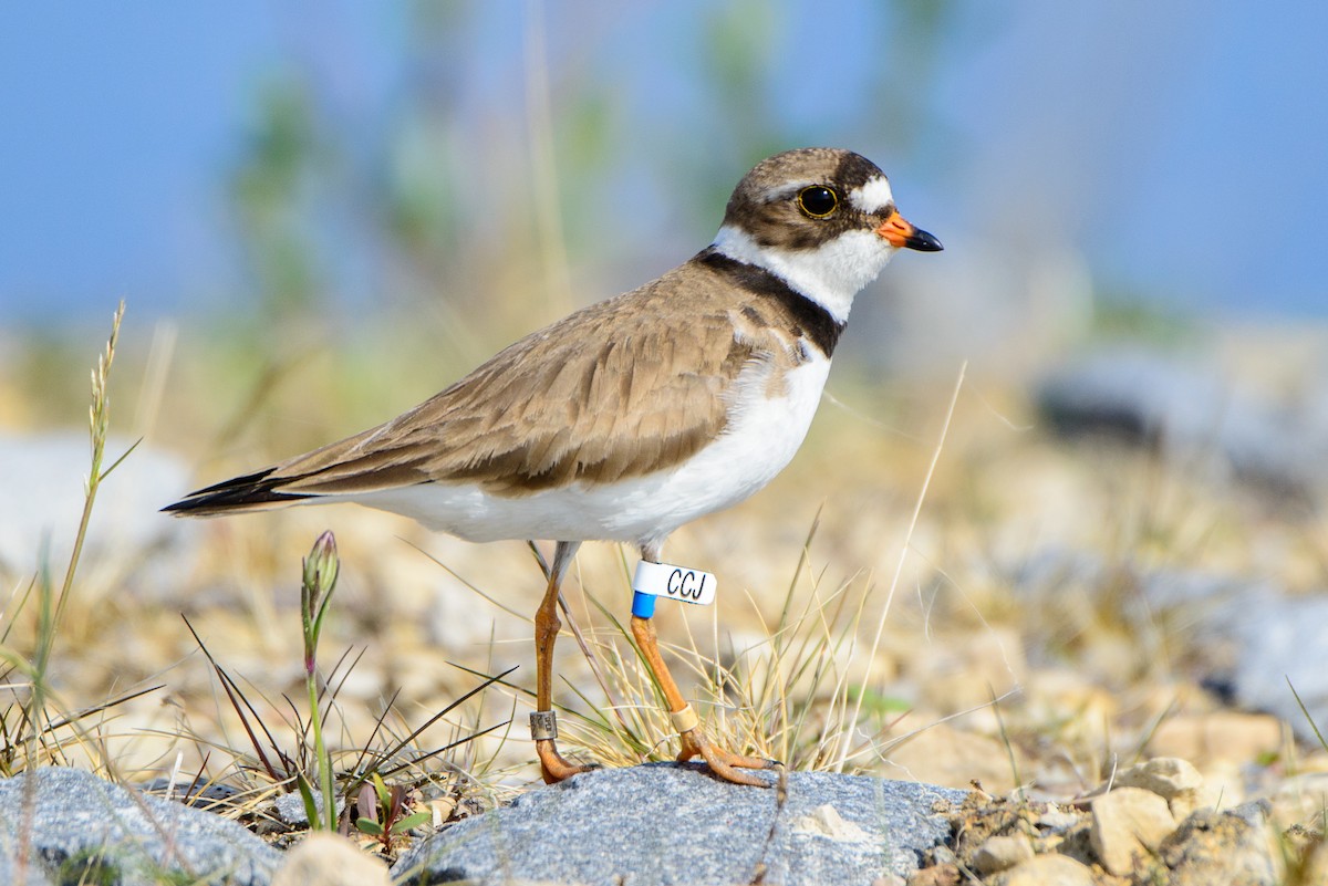 Semipalmated Plover - ML615872657