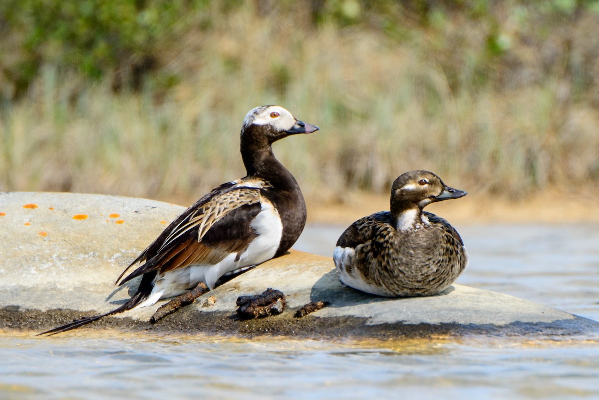 Long-tailed Duck - ML615872765