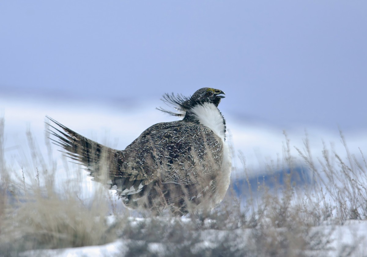 Greater Sage-Grouse - Kathryn Keith