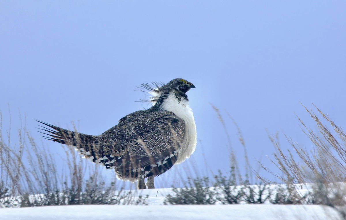 Greater Sage-Grouse - ML615872852