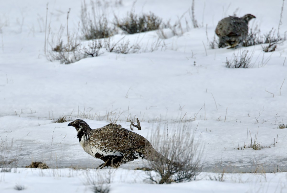 Greater Sage-Grouse - ML615872855
