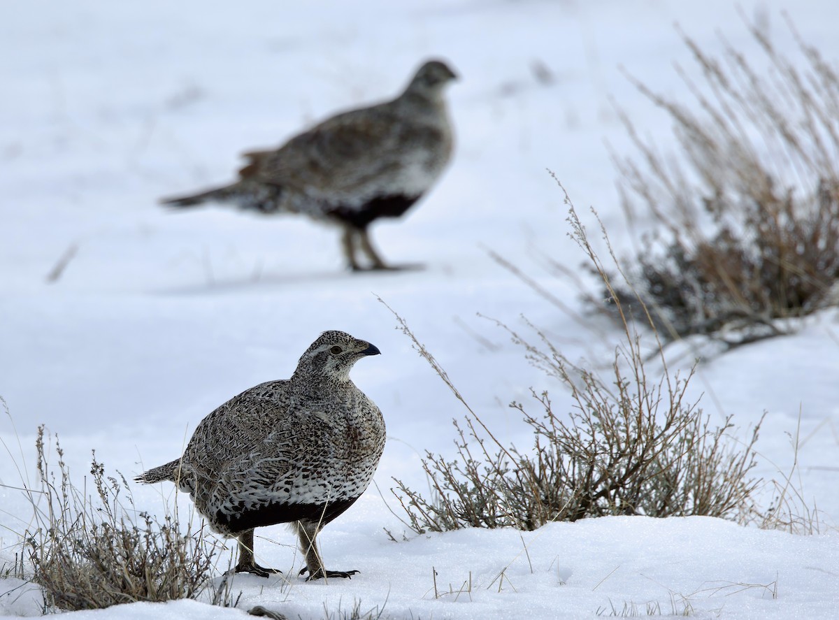 Greater Sage-Grouse - ML615872858