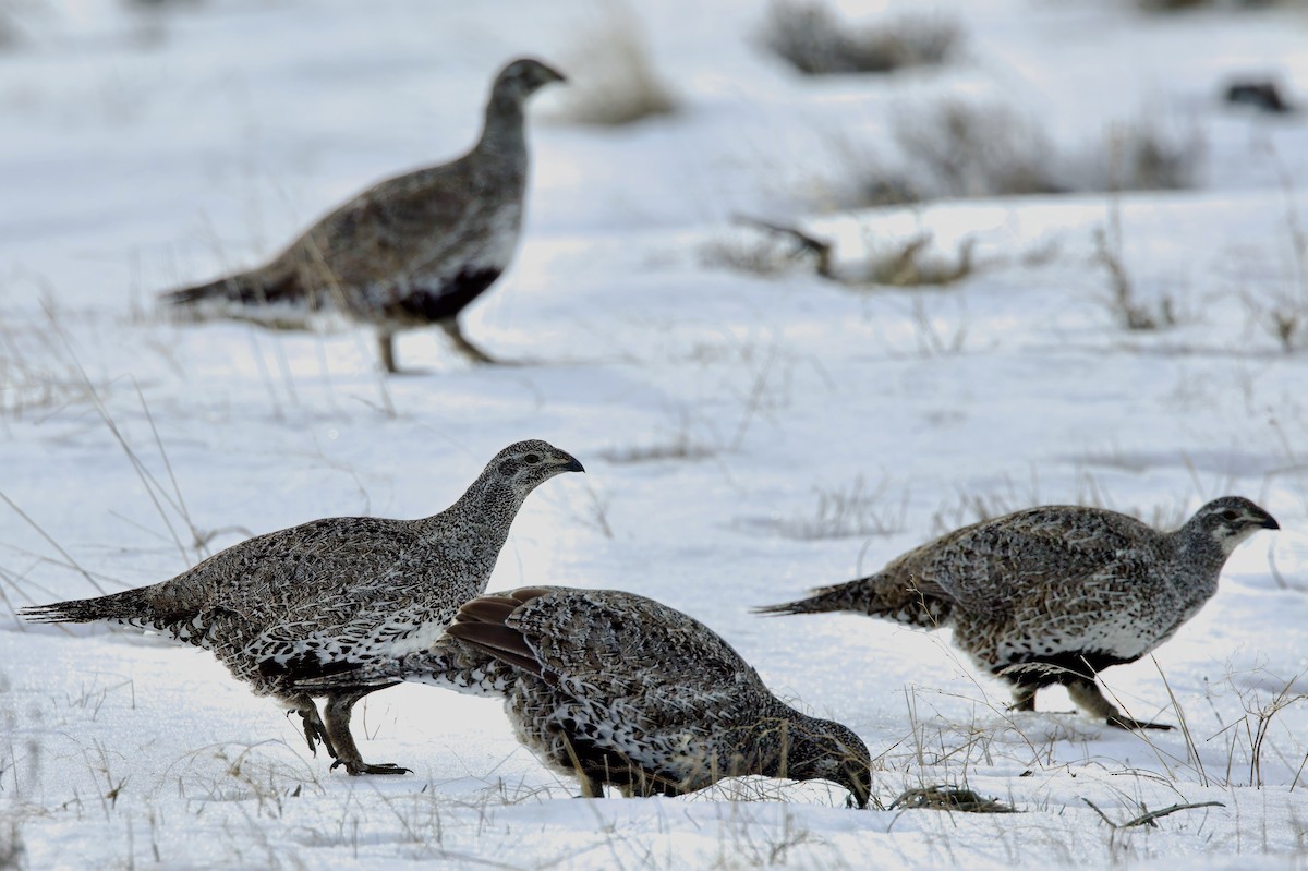 Greater Sage-Grouse - ML615872859