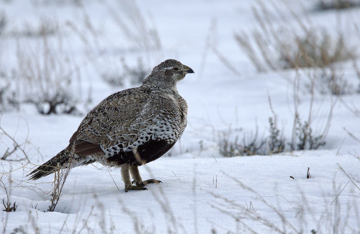Greater Sage-Grouse - ML615872860