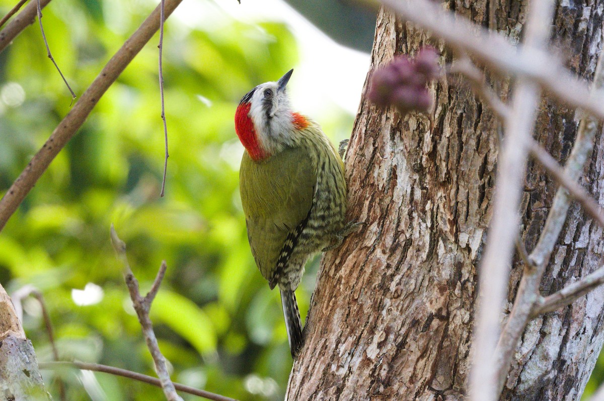 Cuban Green Woodpecker - Richard Gray