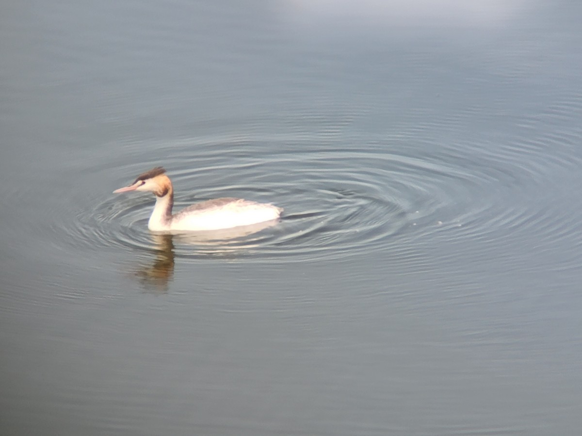 Great Crested Grebe - ML615872891