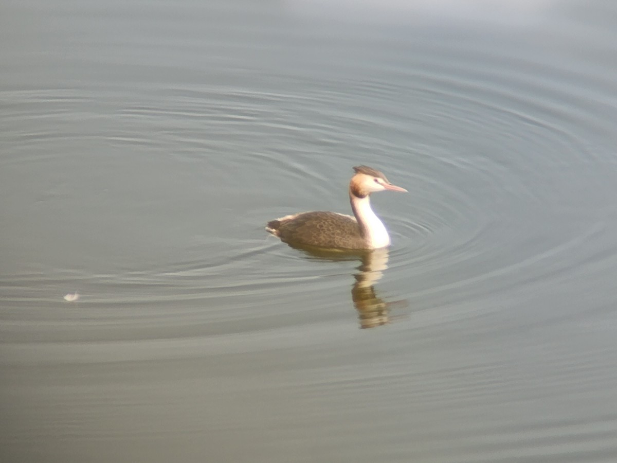 Great Crested Grebe - ML615872892