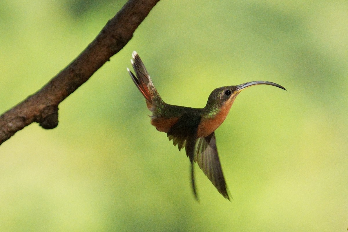 Краснохвостый колибри-отшельник - ML615872920