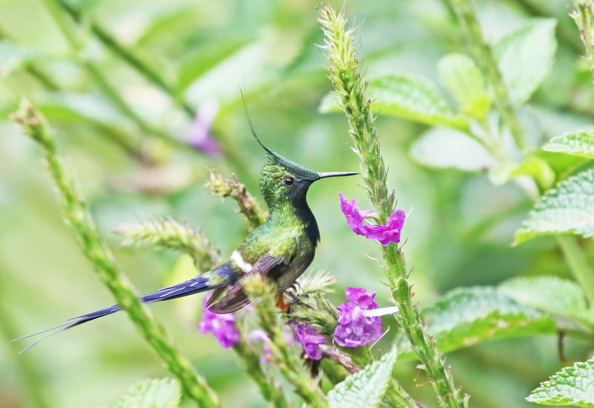 Wire-crested Thorntail - ML615872929