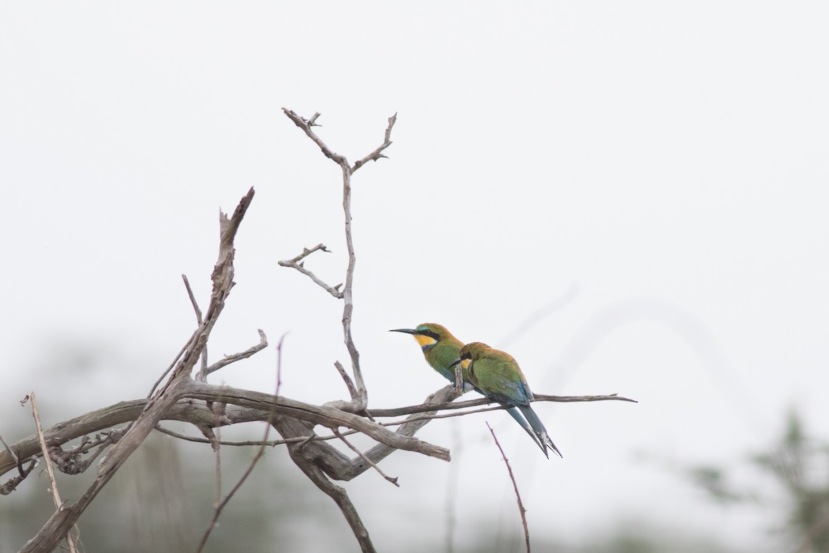 Swallow-tailed Bee-eater - Andreas Boe