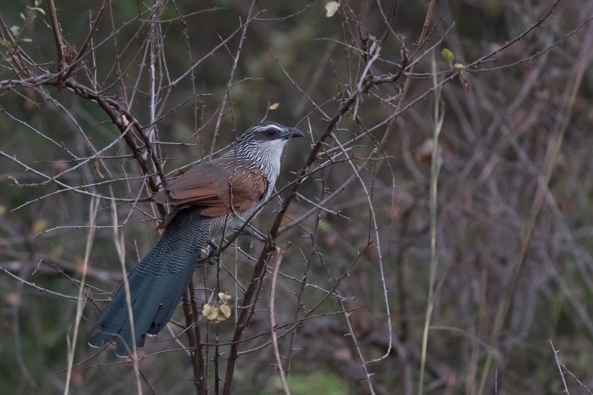 White-browed Coucal (White-browed) - Andreas Boe