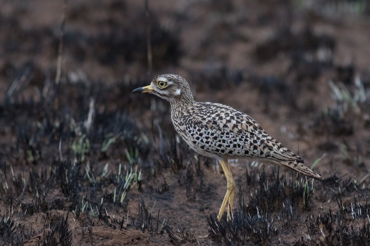 Spotted Thick-knee - ML615872997