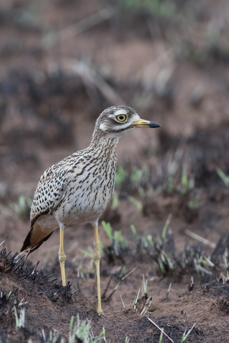 Spotted Thick-knee - ML615872998