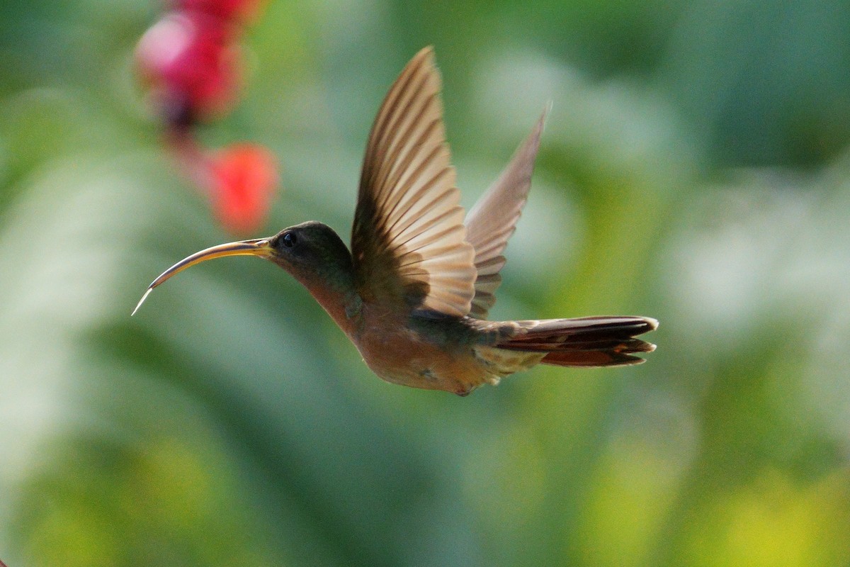 Краснохвостый колибри-отшельник - ML615872999